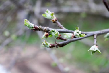 Kahverengi küçük ince dal tomurcukları ve tomurcuklanma yeşil yaprakları Görünümü Kapat, arka plan ile elma ağacının.