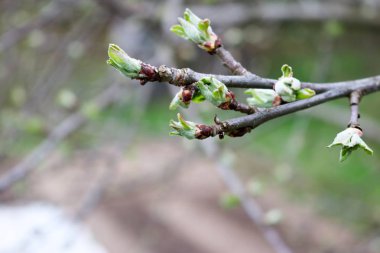 Kahverengi küçük ince dal tomurcukları ve tomurcuklanma yeşil yaprakları Görünümü Kapat, arka plan ile elma ağacının.