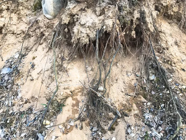 Textura da terra em um desfiladeiro com raízes salientes de árvores feitas de areia e terra. O fundo — Fotografia de Stock