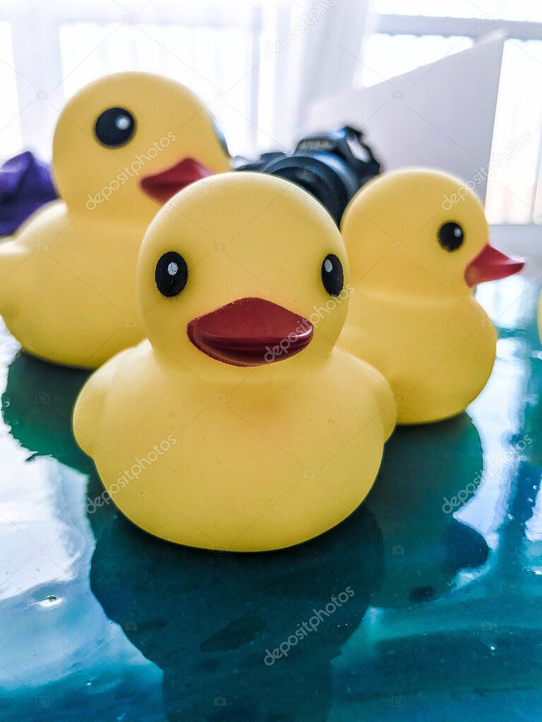 Beautiful yellow rubber bathtub toy ducks swim on a blue water background