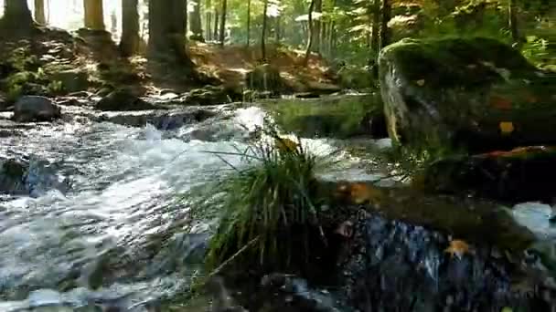 Torrente di montagna nella foresta — Video Stock