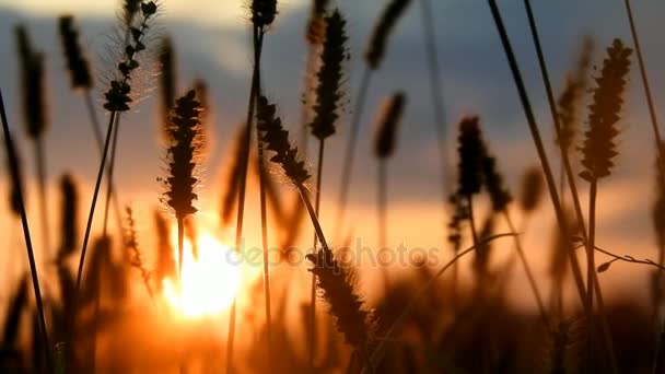 Hermoso grano puesta del sol — Vídeos de Stock