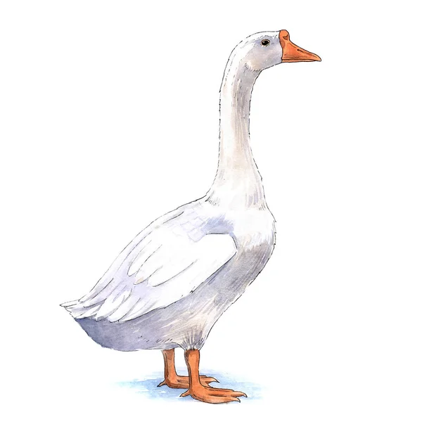 Gans Aquarel Illustratie Witte Achtergrond — Stockfoto