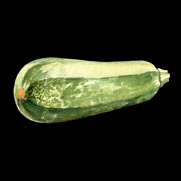 Courgette Aquarel Illustratie Zwarte Achtergrond Geïsoleerd — Stockfoto