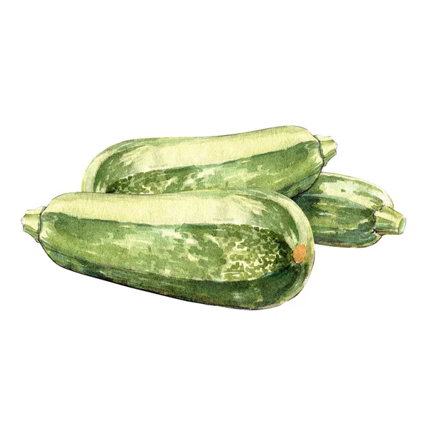 Zucchini Aquarell Illustration Auf Weißem Hintergrund — Stockfoto