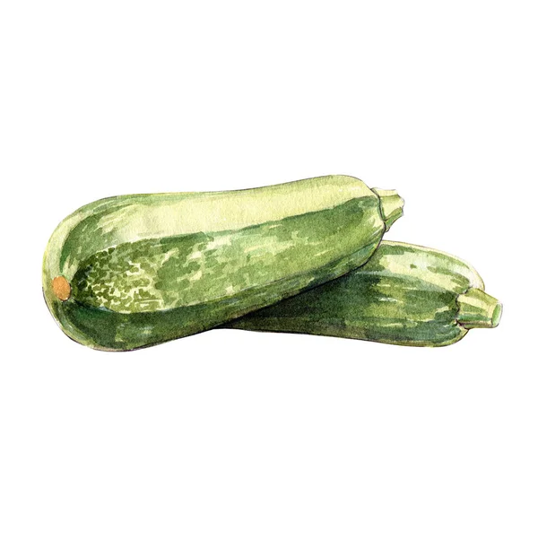 Zucchini Watercolor Illustration White Background — 스톡 사진