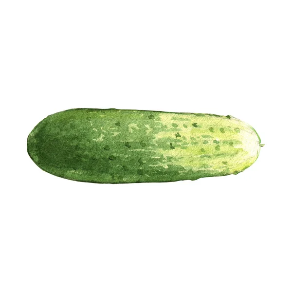 Cucumber Watercolor Illustration White Background — 스톡 사진