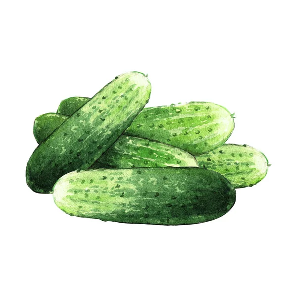 Cucumber Watercolor Illustration White Background — 스톡 사진