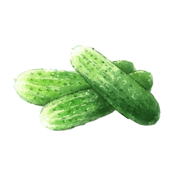 Cucumber Watercolor Illustration White Background — 스톡 사진