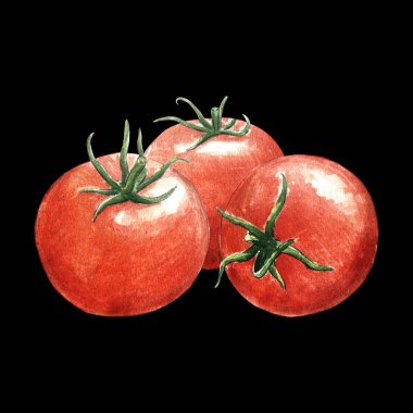 Siyah arkaplanda domates suluboya çizimi