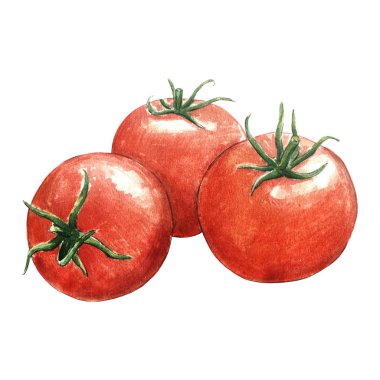 Beyaz arkaplanda domates suluboya çizimi