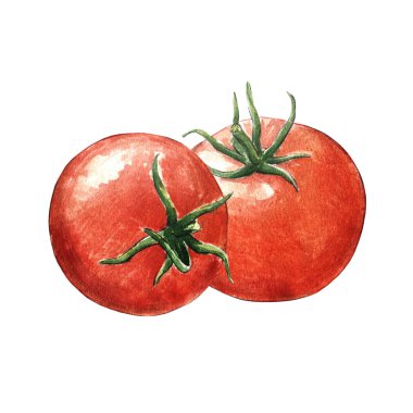 Beyaz arkaplanda domates suluboya çizimi