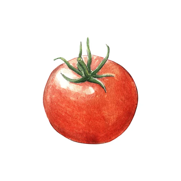 Tomate Aquarell Illustration Auf Weißem Hintergrund — Stockfoto