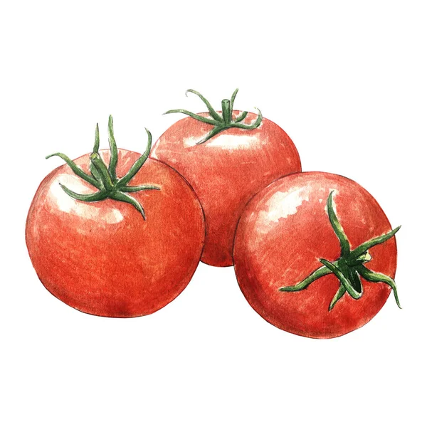 Tomato Watercolor Illustration White Background — Stock Photo, Image