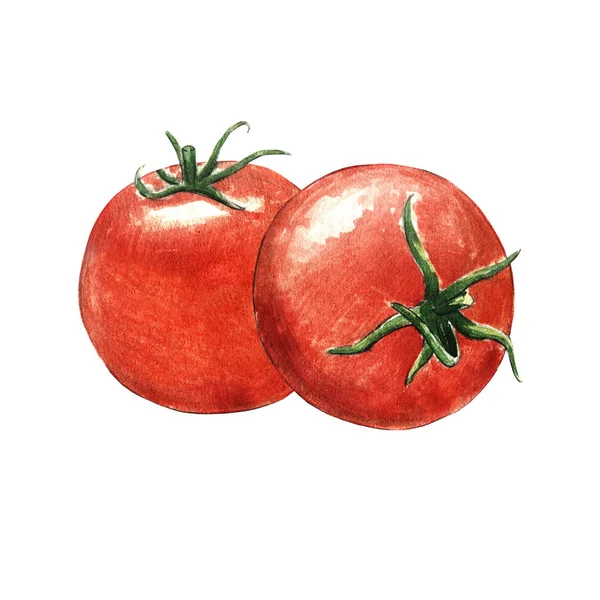 白色背景的西红柿水彩画 — 图库照片