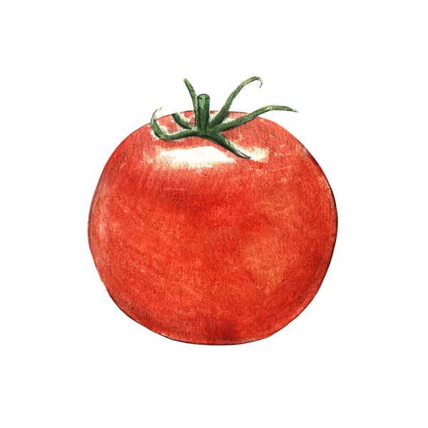 Illustration Aquarelle Tomate Sur Fond Blanc — Photo