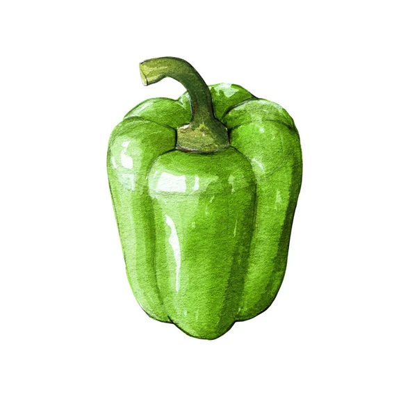 Grön Bell Pepper Akvarell Illustration Vit Bakgrund — Stockfoto