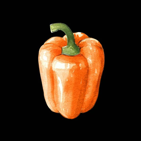 Oranžová Paprika Akvarel Ilustrace Černém Pozadí — Stock fotografie