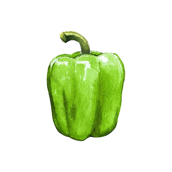 Green Bell Pepper Watercolor Illustration White Background — Stock Photo, Image
