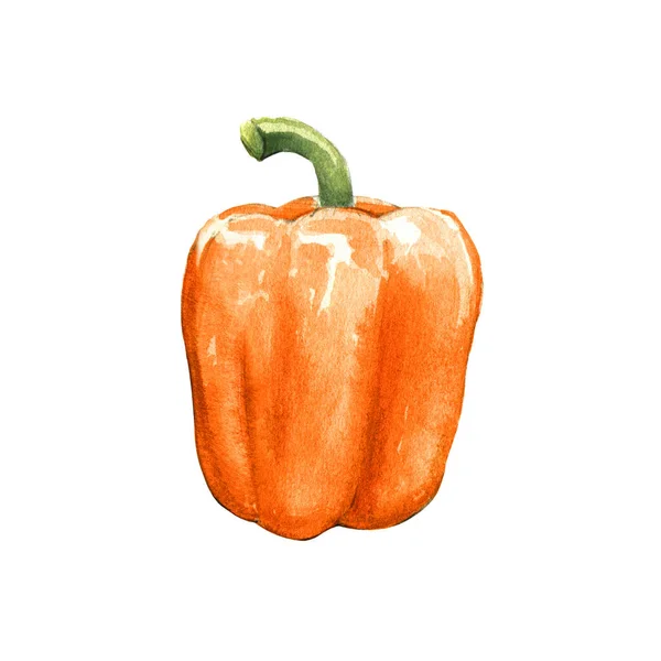 Naranja Pimiento Acuarela Ilustración Sobre Fondo Blanco —  Fotos de Stock