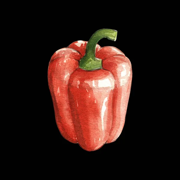 Röd Bell Pepper Akvarell Illustration Svart Bakgrund — Stockfoto