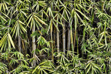 Bambu ağaçlarının dalları ve gündüz, yeşil yaprakları ile portre