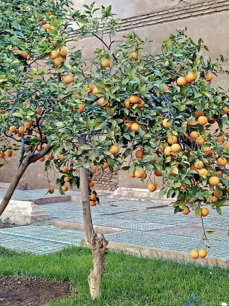 Young orange trees in Morocco — Stock Photo, Image