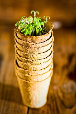 Biyolojik olarak parçalanabilen torf yosun tencerelerde ahşap arka plan üzerinde büyüyen saksı fidan 