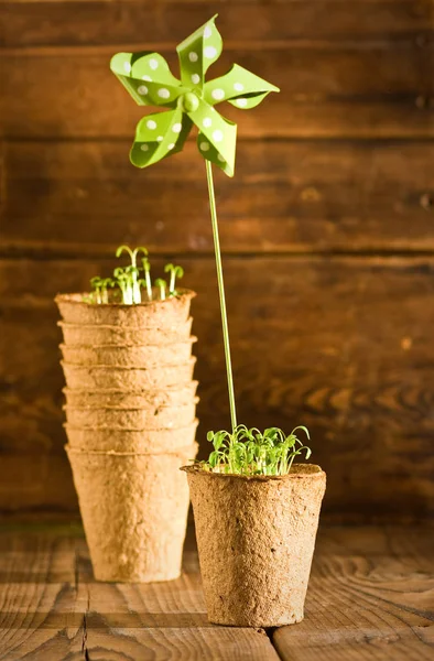 Plántulas en maceta que crecen en maceta de turba biodegradable y herramientas de jardín — Foto de Stock