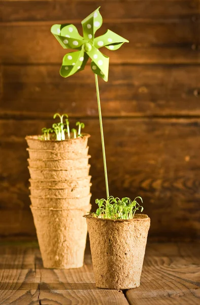 Ingemaakte zaailingen groeien in biologisch afbreekbare veenmos pot en tuingereedschap — Stockfoto