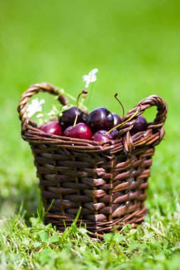 Sepette çimenlerin üzerinde taze tatlı kiraz