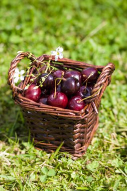 Sepette çimenlerin üzerinde taze tatlı kiraz