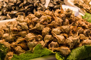 Kabukları (Bolinus brandaris) buz Boqueria Market, Barcelona, Katalonya, İspanya