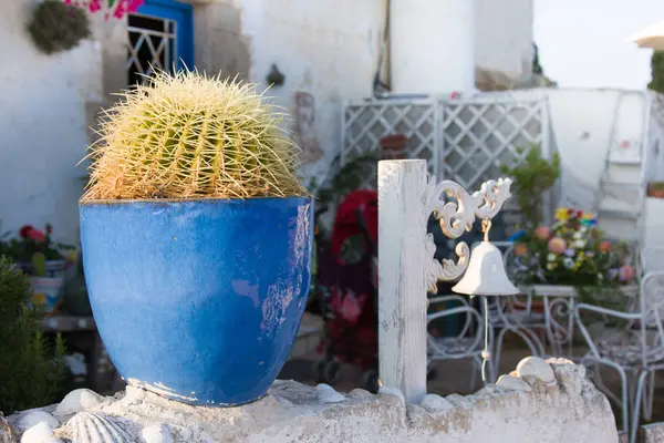 Decorative cactus garden on wall — Stock Photo, Image
