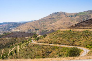 Banyuls sur Mer, Pyrenees Orientales, Roussillon, Vermilion Coast, Fransa yakınlarındaki üzüm bağları.