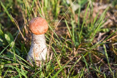Kahverengi kap çörek çim