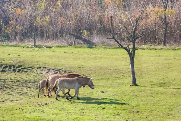 Vad lovak-ban a magyar mocsarak — Stock Fotó