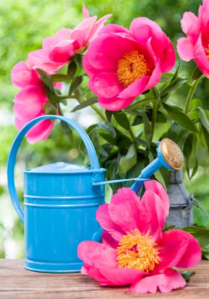 Цветущие розовые пионы и банка воды в саду — стоковое фото