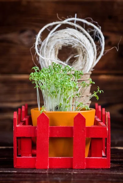 緑もやし、泥炭の鍋、赤いボックスの大まかなスレッド。苗の着陸 — ストック写真