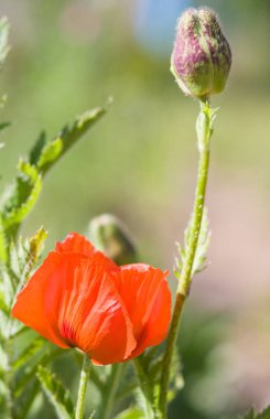 Yaz aylarında kırmızı haşhaş (gelincik somniferum)