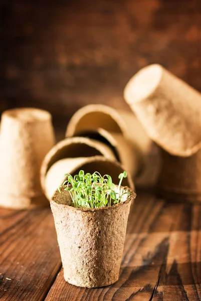 Semis en pot poussant dans de la mousse de tourbe biodégradable — Photo