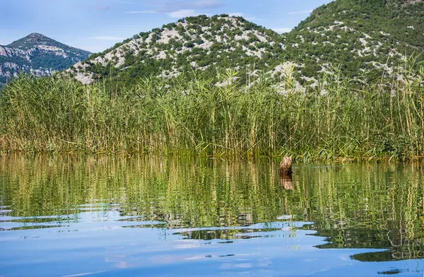 Skadar Lake National Park, Montenegro — Stockfoto