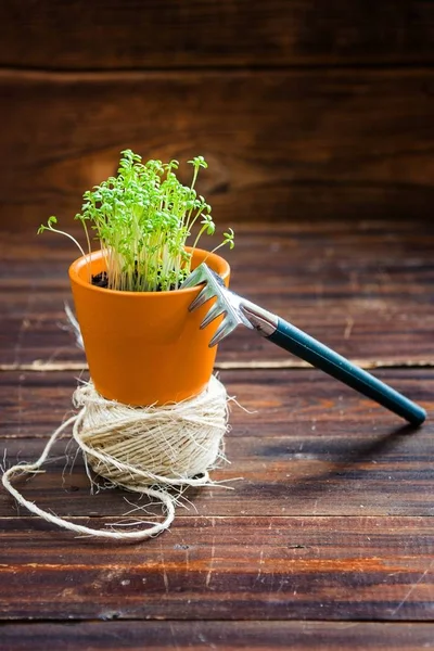 Groene Spruiten Oranje Pot Hark Hout — Stockfoto