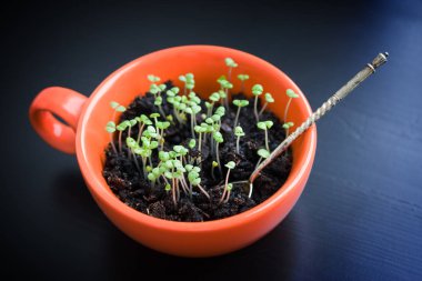Yeşil portakal Kupası kaşıkla filizlenir. Siyah arka plan üzerine Vejetaryen yiyecekler
