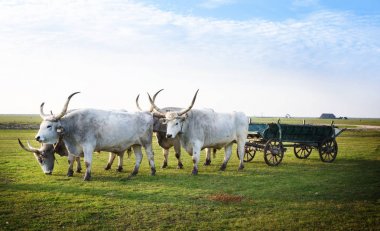 Hortobagy, Macaristan - 31 Ekim 2015: Macar Csikos veya herdsmen ile geleneksel Macar gri bozkır. Hortobagy Milli Parkı, Macaristan