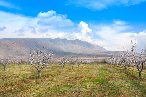 Abrikoos boerderij tijdens lente seizoen tegen Vayk bergketen, Vayots Dzor provincie Armenië — Stockfoto