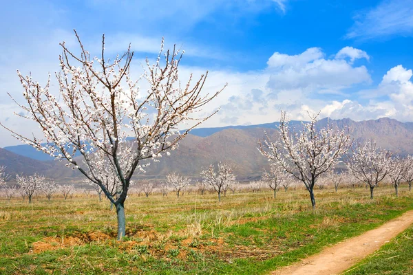 Granja de albaricoque durante la temporada de esping contra la cordillera de Vayk, provincia de Vayots Dzor, Armenia —  Fotos de Stock