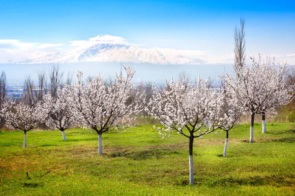 Blühende Aprikosenbäume gegen Araat, Eriwan, Armenien — Stockfoto