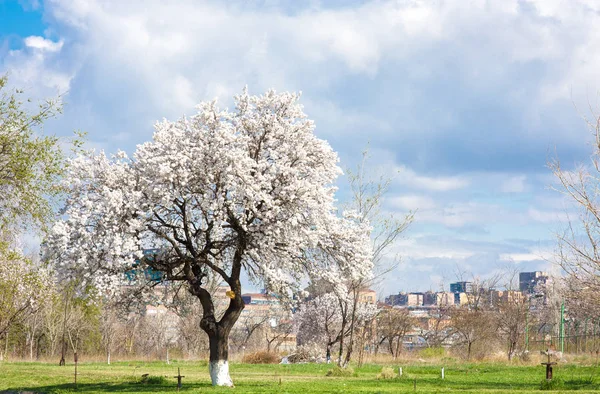 Blühende Apfelbäume gegen Stadt, Eriwan, Armenien — Stockfoto