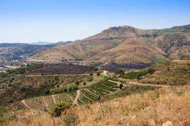 Banyuls sur Mer, Pyrenees Orientales, Roussillon, Vermilion Coast, Fransa yakınlarındaki üzüm bağları.